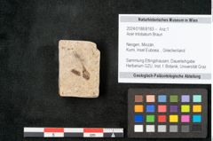 Foto (Objekt + Etikett) von Acer trilobatum Braun (NHMW-GEO-2024-0188-8183)